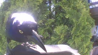 common grackle