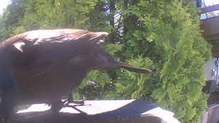 american crow