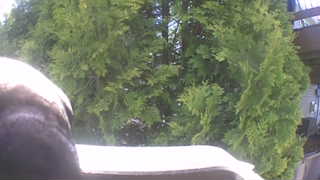 rock pigeon