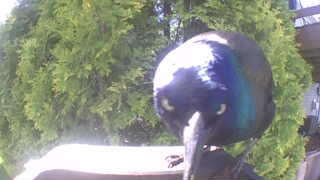 common grackle