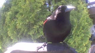 red-winged blackbird