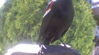 red-winged blackbird