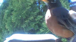 american robin