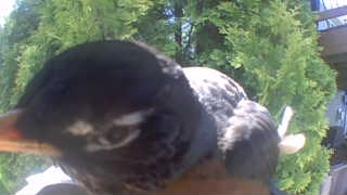american robin