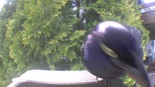 red-winged blackbird