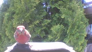 house finch