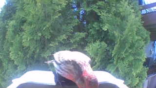 wild turkey