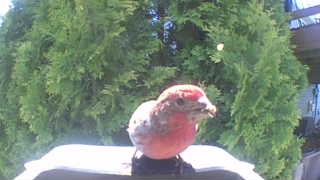 purple finch