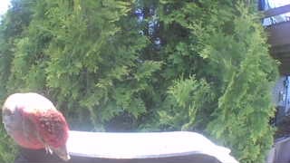 purple finch