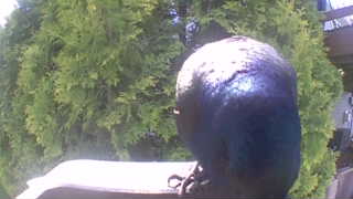 common grackle