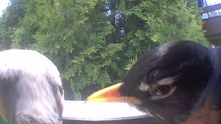 american robin