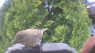gray partridge