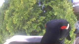 red-winged blackbird