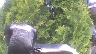 red-winged blackbird