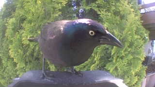 common grackle