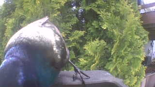 purple martin