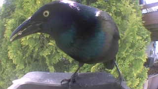 common grackle