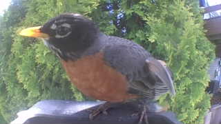american robin
