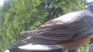 american robin