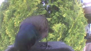 common grackle