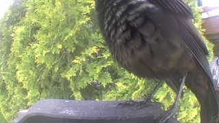european starling