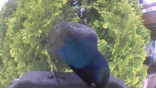 common grackle