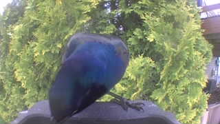european starling