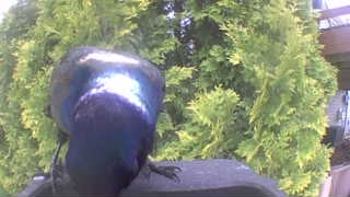 common grackle
