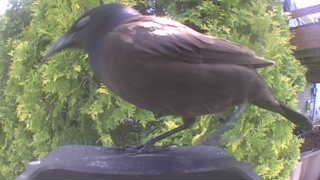 american crow