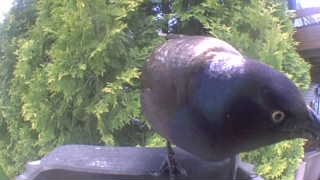 brewer's blackbird