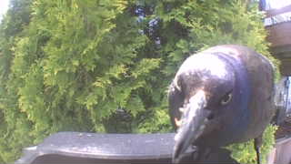 european starling