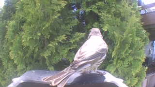 northern mockingbird