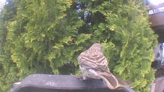 song sparrow