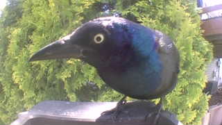 common grackle