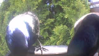 common grackle