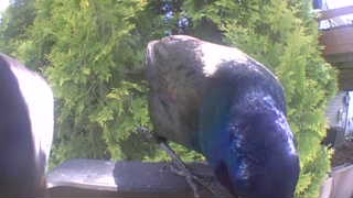 common grackle