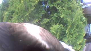 osprey