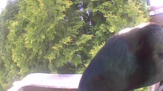common grackle