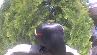 red-winged blackbird