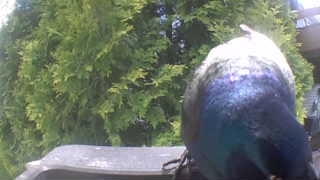 rock pigeon
