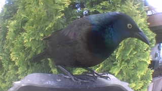 common grackle
