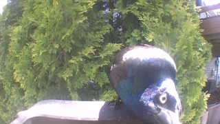 common grackle