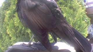 american crow