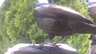 brewer's blackbird