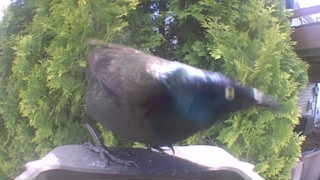 common grackle