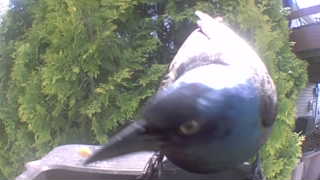 common grackle