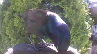 common grackle