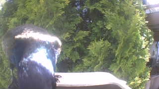 common grackle