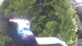 european starling
