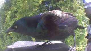 common grackle
